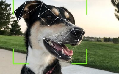 Dog Facial Recognition Technology Is Finally Here