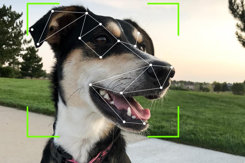 Dog Facial Recognition Technology Is Finally Here