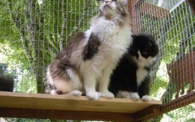 Redfin and Trupanion Name the 25 Most Cat-Friendly Cities of 2019