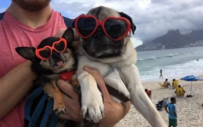 12 Things Every Person Who Wants to Travel with Their Dog Should Know