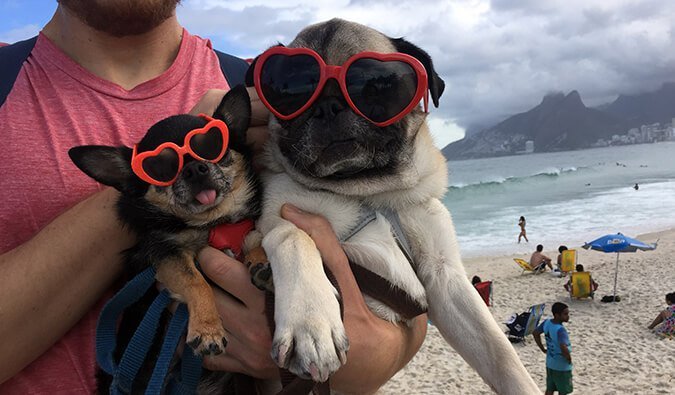12 Things Every Person Who Wants to Travel with Their Dog Should Know