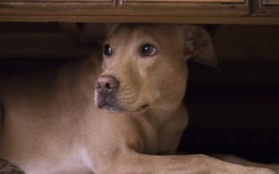 How To Keep Your Pet Calm During The Very Scary Fireworks Show