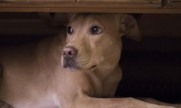 How To Keep Your Pet Calm During The Very Scary Fireworks Show