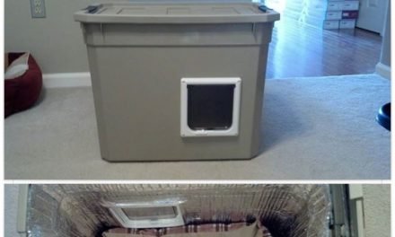DIY safe house for stray cats in winter
