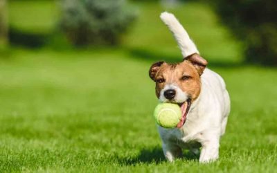 Should you let your dog play with tennis balls?