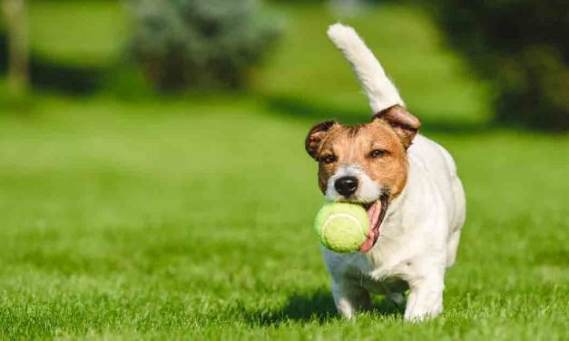 Should you let your dog play with tennis balls?