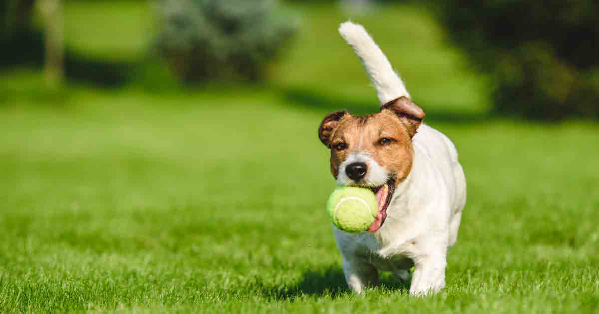 Should you let your dog play with tennis balls?