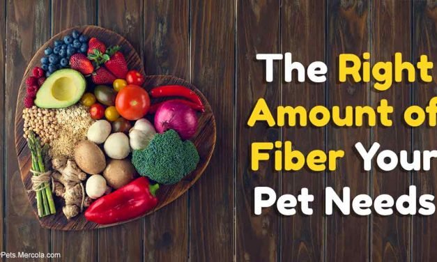 Fiber your pet needs, and the fancy fibers to avoid