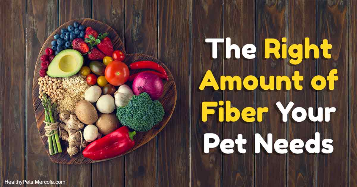 Fiber your pet needs, and the fancy fibers to avoid