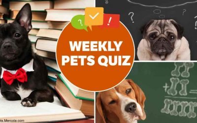 Weekly pet quiz: Dog food, cat-friendly plants and empathy