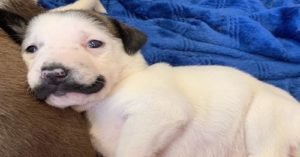 Forget Burt Reynolds and Tom Selleck. Meet This Adorable Shelter Dog…Salvador Dolly!