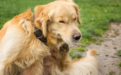 5 Tips For Managing A Flea Infestation
