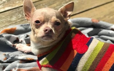 My 12 Year Old Senior Dog Lost His Mobility. Here’s Everything I Tried and What Finally Worked.