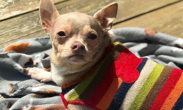 My 12 Year Old Senior Dog Lost His Mobility. Here&rsquo;s Everything I Tried and What Finally Worked.