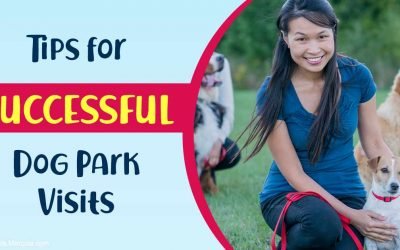 The truth about dog parks and why many dogs dislike them
