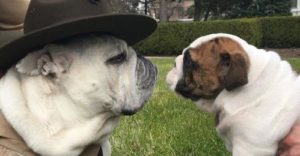 Meet Lance Corporal Chesty XV, the Marine Corps’ Cutest Member