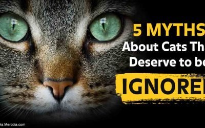 Which of these outdated kitty myths do you still believe?