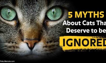 Which of these outdated kitty myths do you still believe?