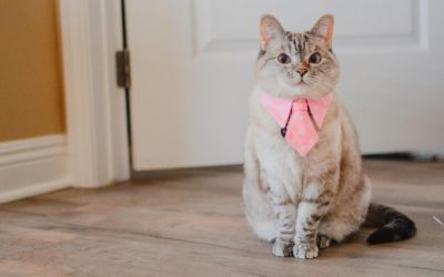 This couple has 7 Instagram-famous pets