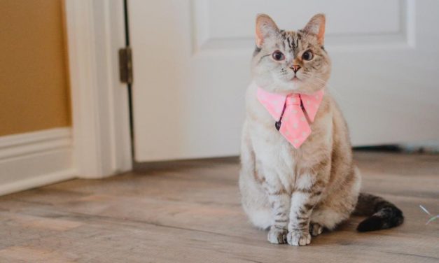 This couple has 7 Instagram-famous pets