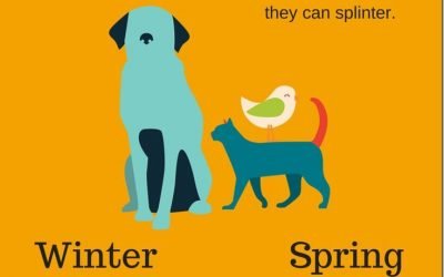 This pet safety infographic will help you to easily visualize these pet safety tips for year round pet safety. Tips for Summer, Spring,