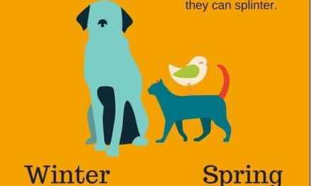 This pet safety infographic will help you to easily visualize these pet safety tips for year round pet safety. Tips for Summer, Spring,