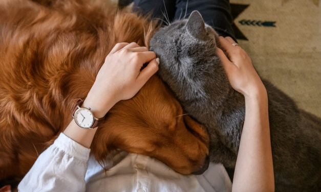 12 things to know if you want to have both a cat and a dog at the same time
