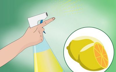 3 Ways to Make Homemade Cat Repellent – wikiHow – How to keep cats out of the garden safely