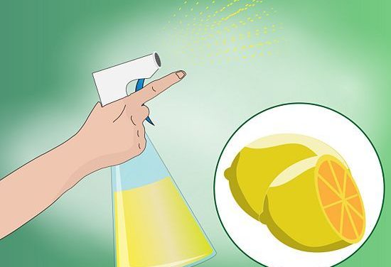 3 Ways to Make Homemade Cat Repellent – wikiHow – How to keep cats out of the garden safely