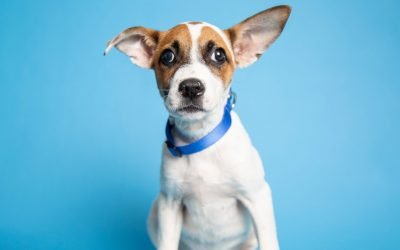 An adventurous dog and more up for adoption in Phoenix-area shelters this week
