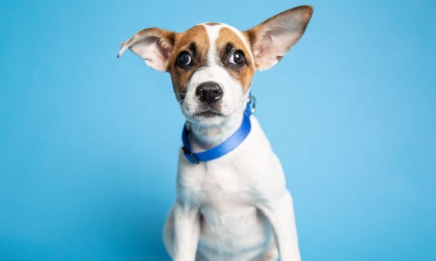 An adventurous dog and more up for adoption in Phoenix-area shelters this week