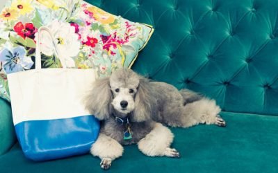 The Wellness Industry Is Coming for Your Pets