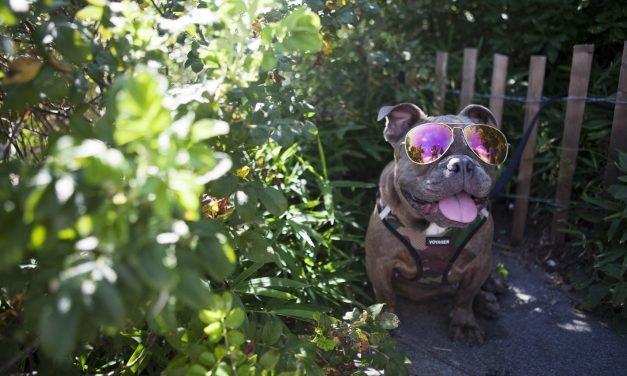 Get Your Paws Off My Miles &mdash; How the Points Pups Earn Points