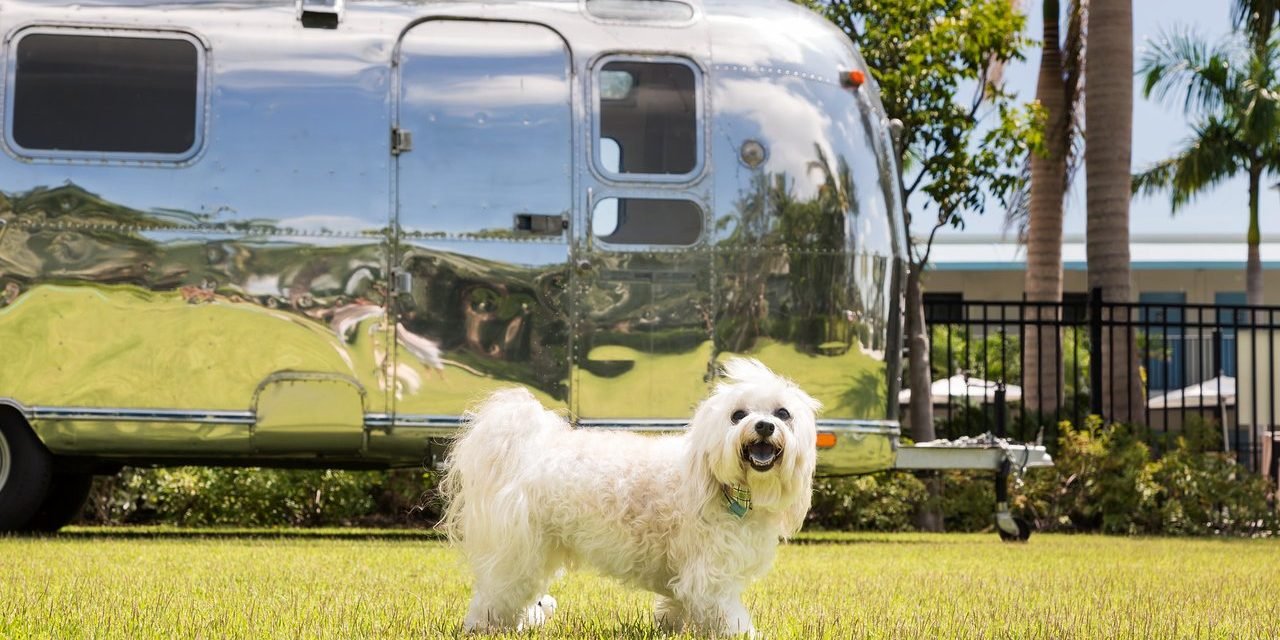 15 Most Dog-Friendly Hotels in America