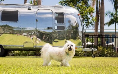 15 Most Dog-Friendly Hotels in America