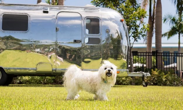 15 Most Dog-Friendly Hotels in America