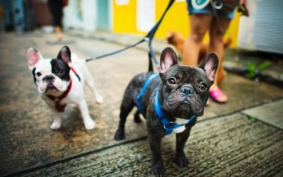How to Capture Awesome Pictures of Your Pets