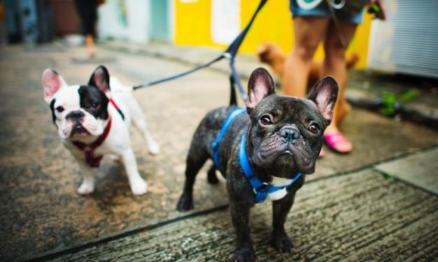 How to Capture Awesome Pictures of Your Pets