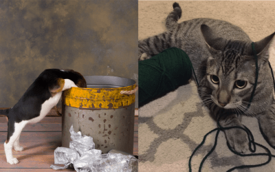 26 things you should get rid of when you have pets