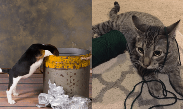 26 things you should get rid of when you have pets