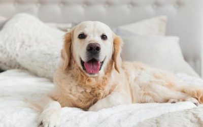 The Best Pet-Friendly Hotels In New York