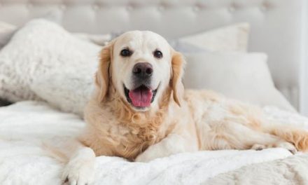 The Best Pet-Friendly Hotels In New York
