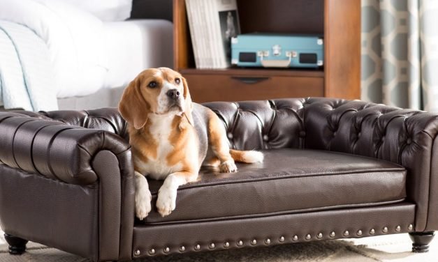 A $5,000 cat tower? Furniture for pets gets a fancy and spendy upgrade