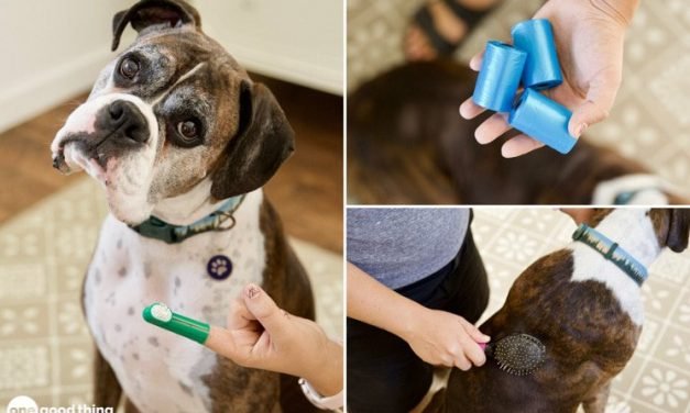 11 Smart Ways To Save Money As A Pet Owner