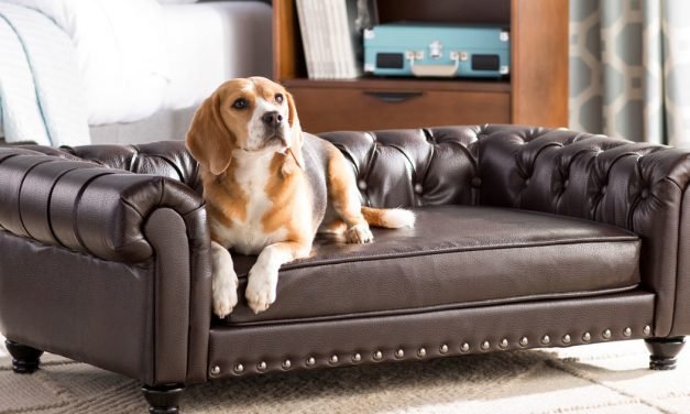Pet furniture get stylish, from $20 dog beds to $5,000 cat towers