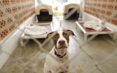 How to Foster an Animal for the First Time