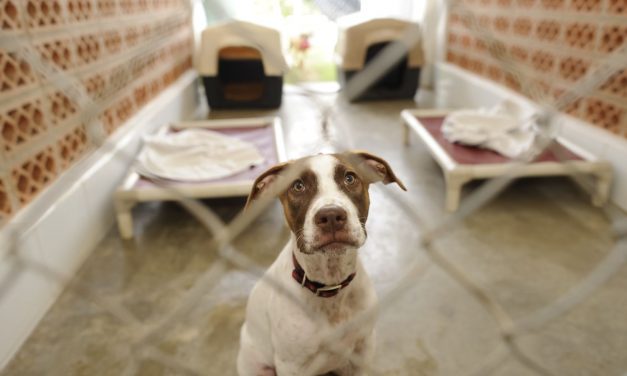 How to Foster an Animal for the First Time