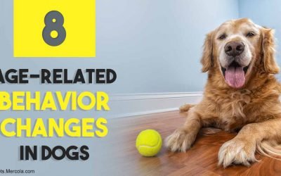 How your dog’s personality changes with age