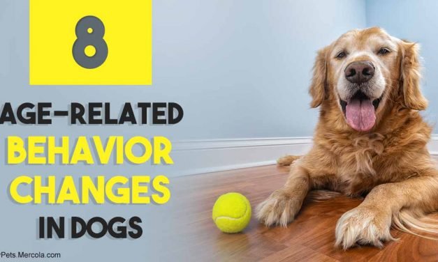 How your dog’s personality changes with age