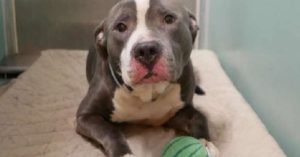 Sweet Pittie Was Minutes from Being Euthanized – but One Simple Action Saved His Life